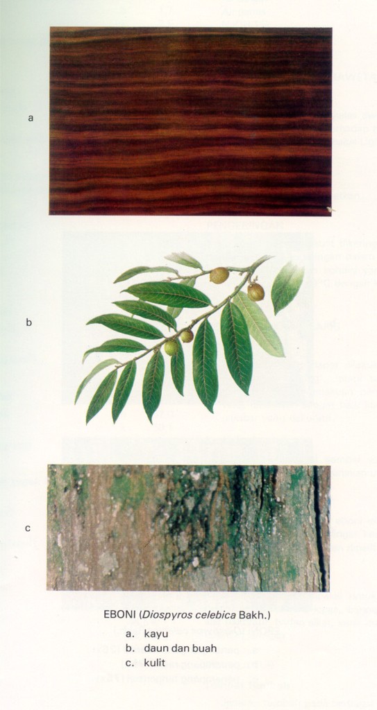 eboni atlas kayu